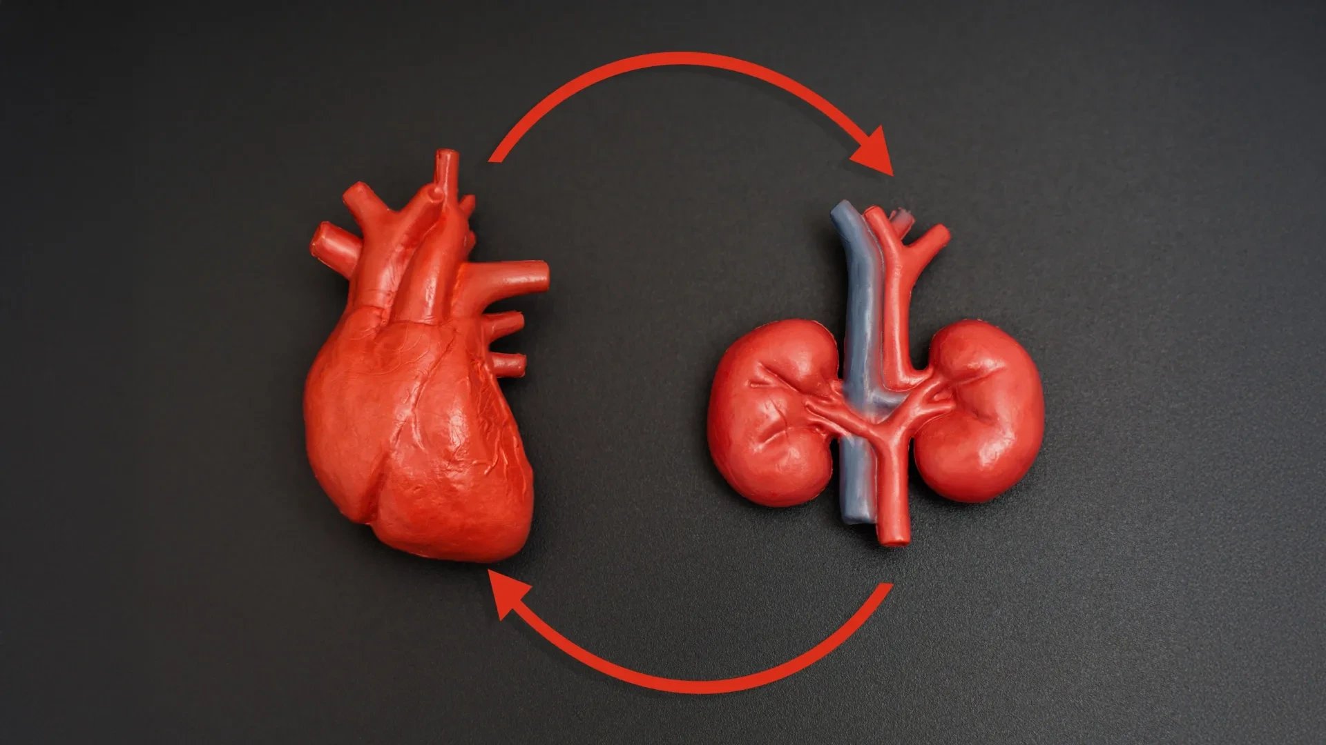 ESC issues first joint heart-kidney disease guidelines at 2026 Congress