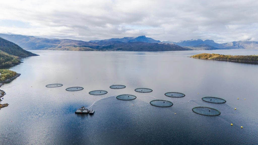Farmed salmon nutrition declines as feed shifts from marine to crop ingredients