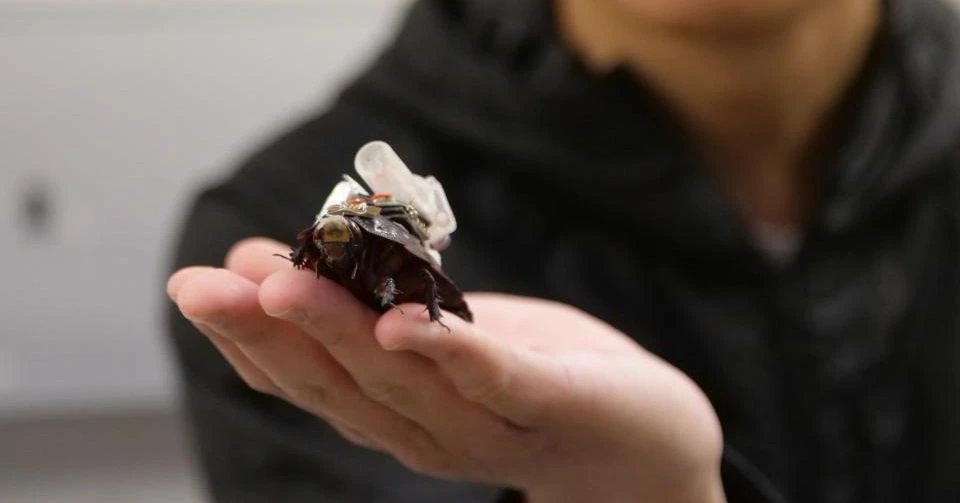 University of Queensland develops cyborg cockroach for disaster first aid