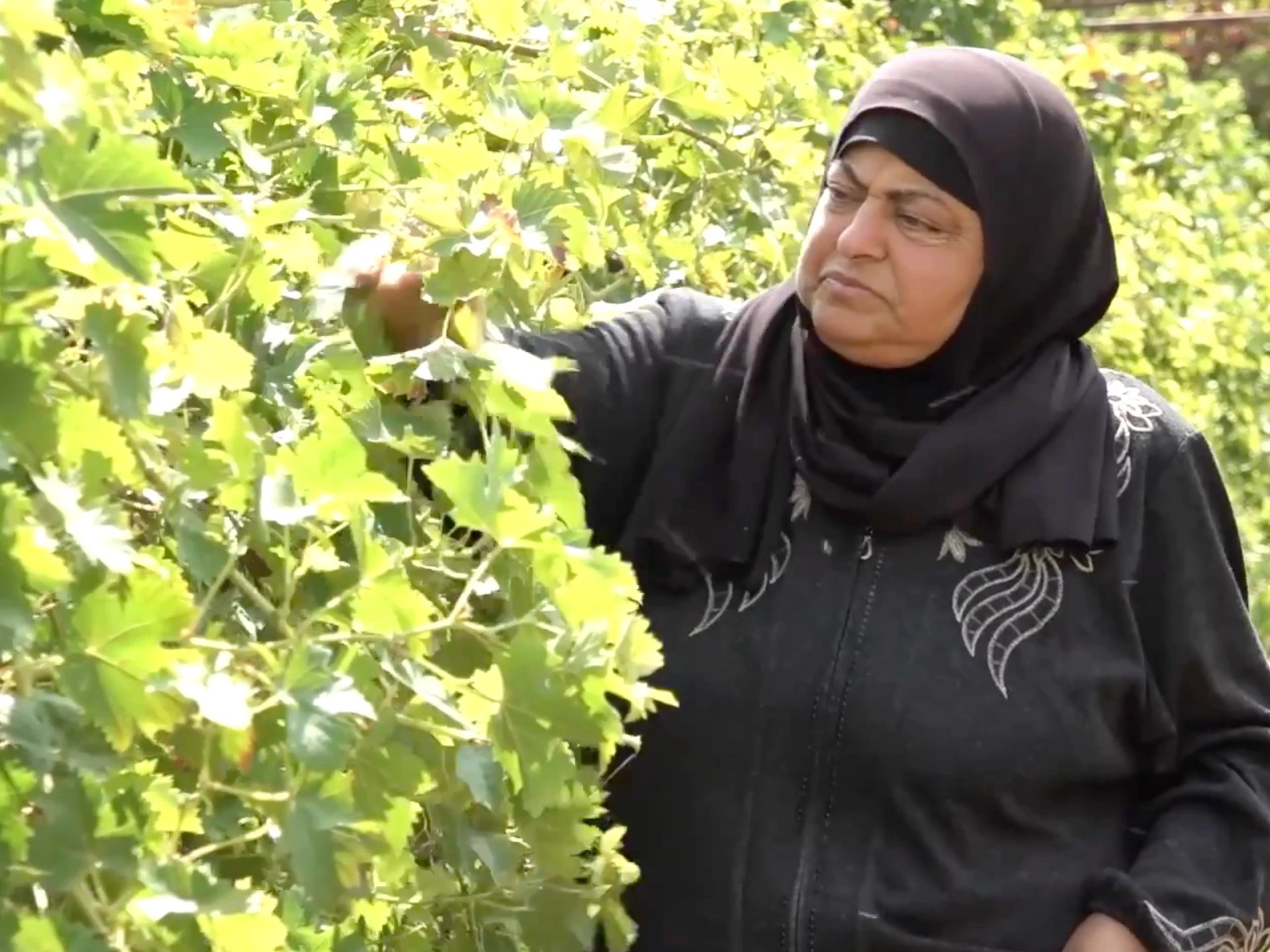 Palestinian farmers resist settler sabotage to protect Hebron crops