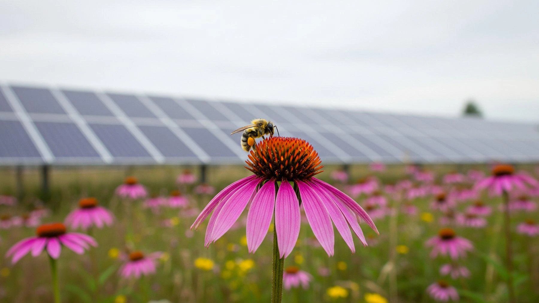 Minnesota solar farms with native plants triple insect numbers over five years