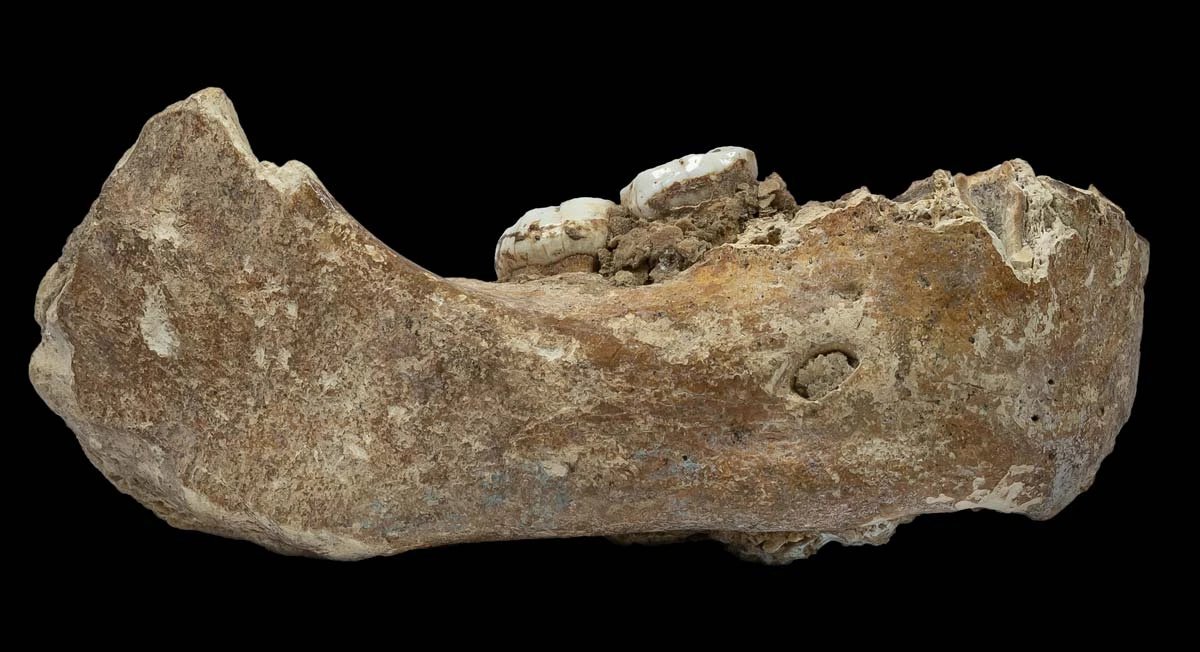 Denisovan fossils and tools from China cave reveal 100,000 years of occupation