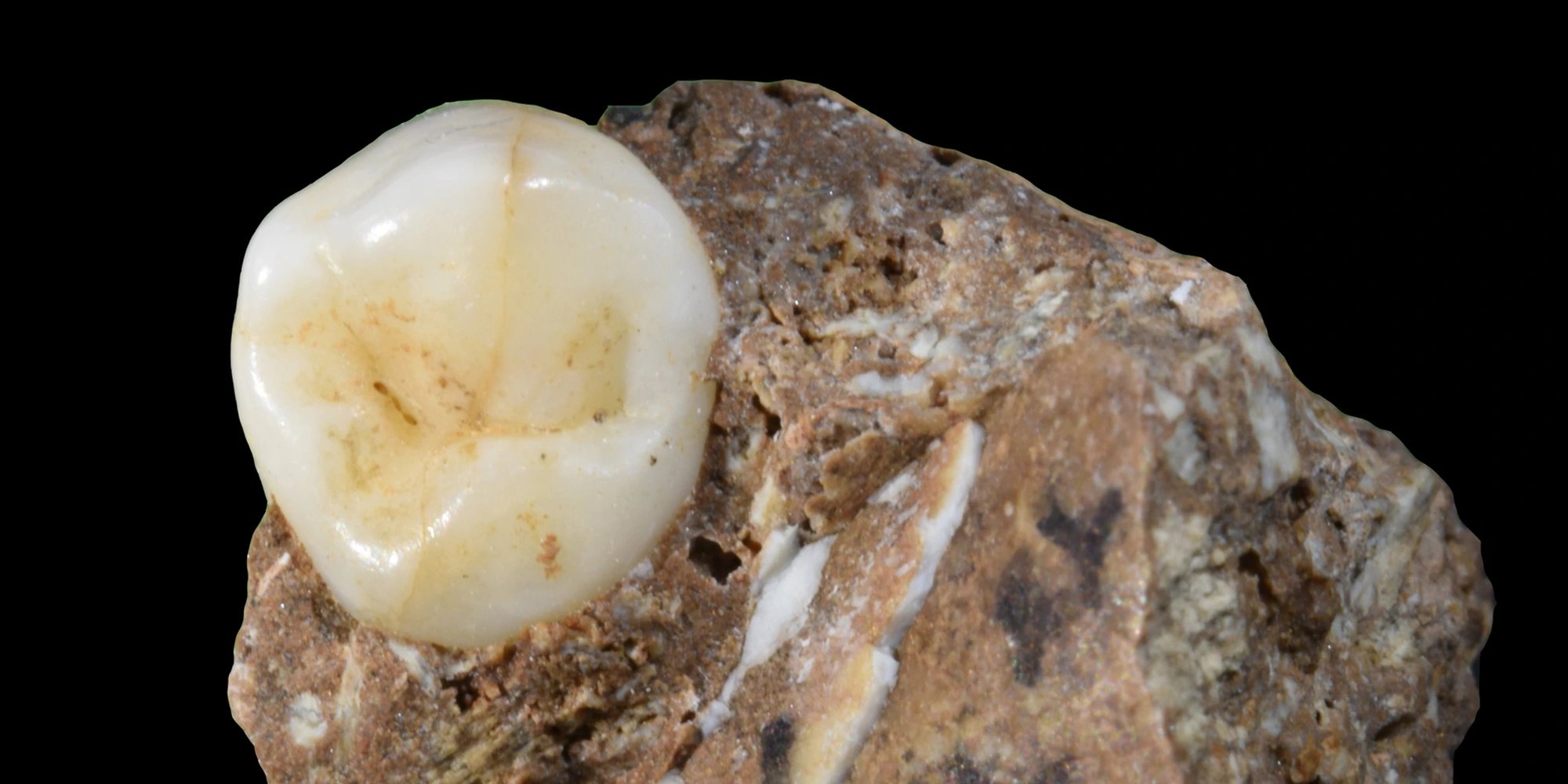 Ancient proteins identify Denisovan remains in southwest China's Bianfu Cave