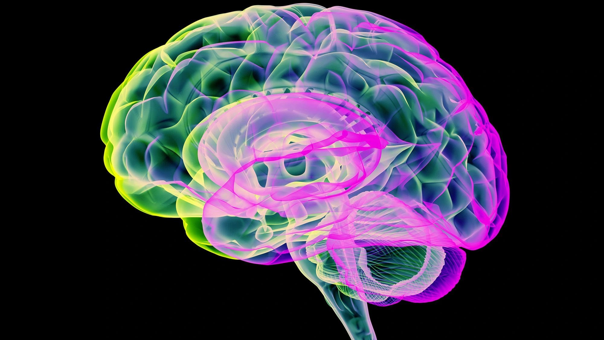 Menopause stabilizes brain gray matter volume, Nature study finds