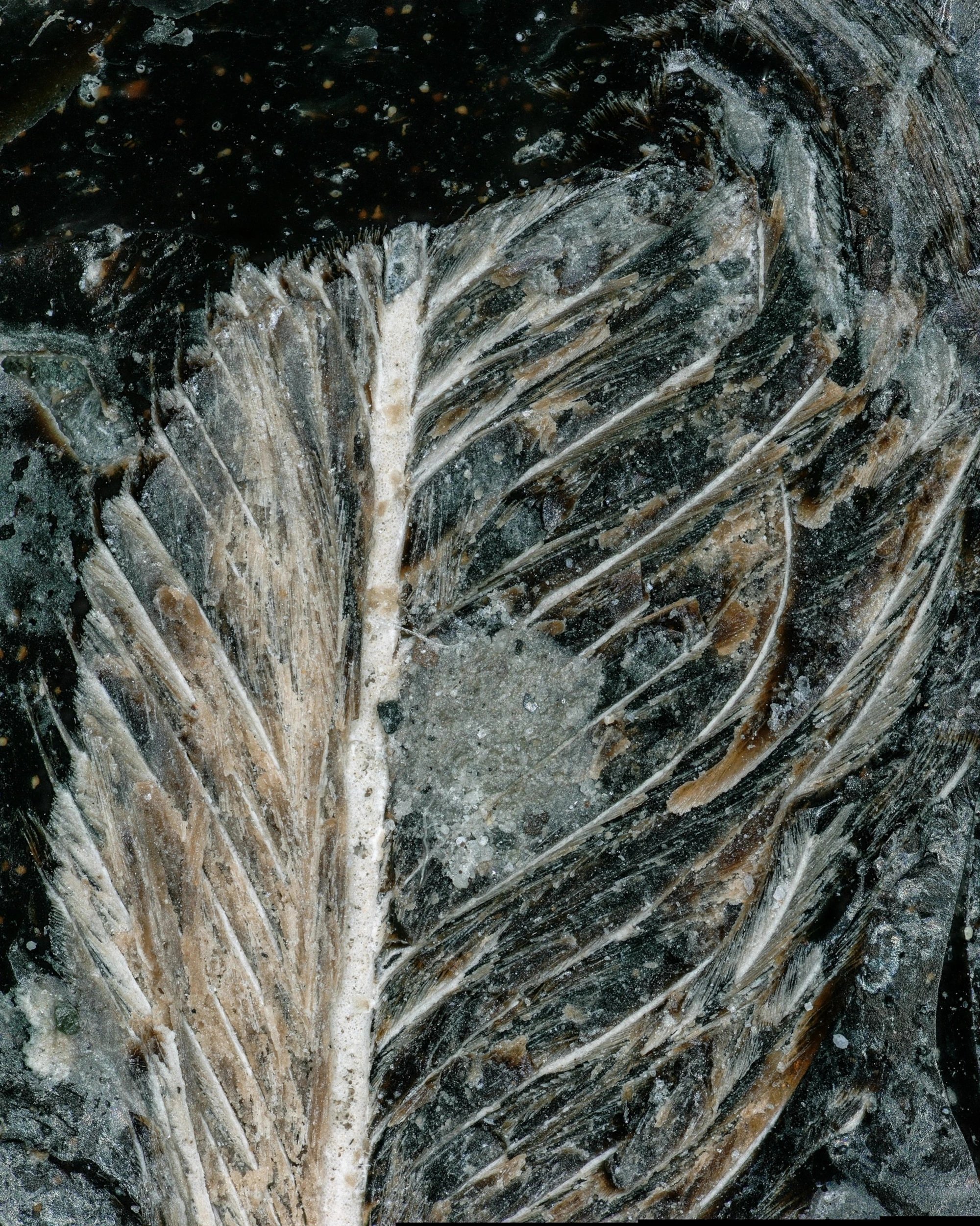 66-million-year-old feather in dinosaur feces may explain why birds survived asteroid