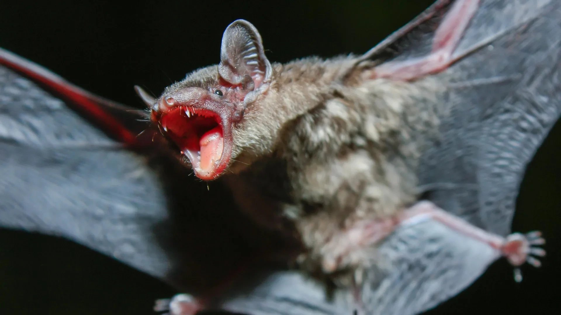 Bat genomes link immune function to longevity, study finds