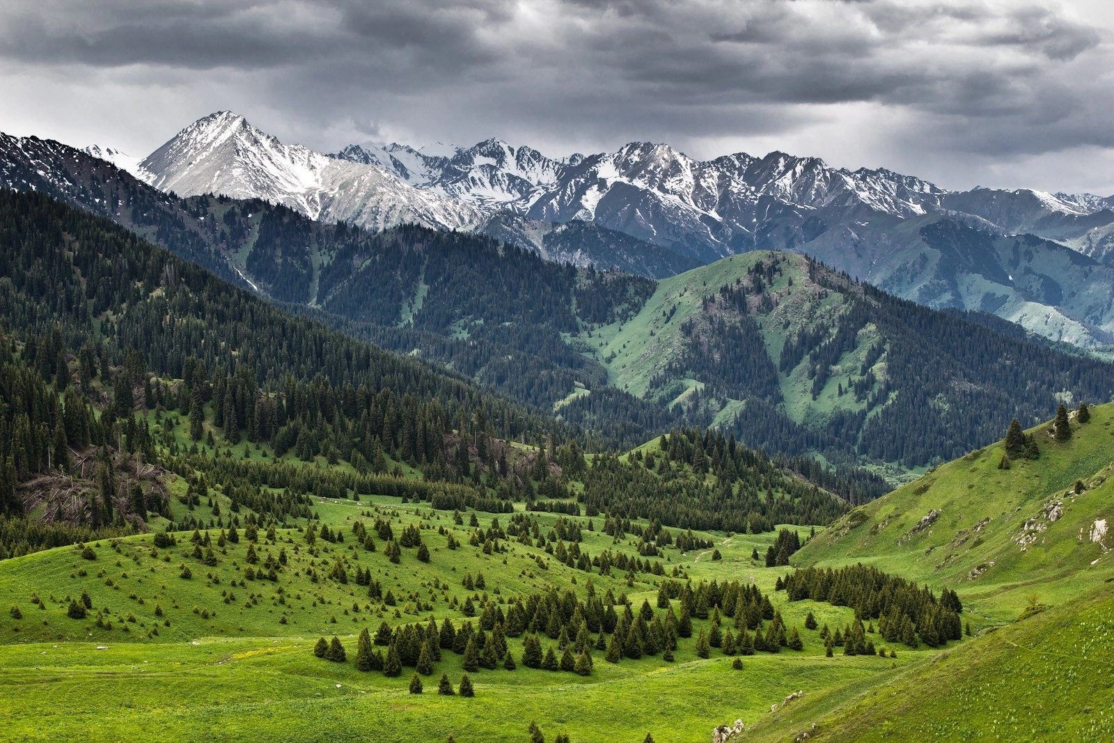 Almaty SuperSki жобасы Көк-Жайлау ағаштарына байланысты қылмыстық жауапкершілікке әкелуі мүмкін