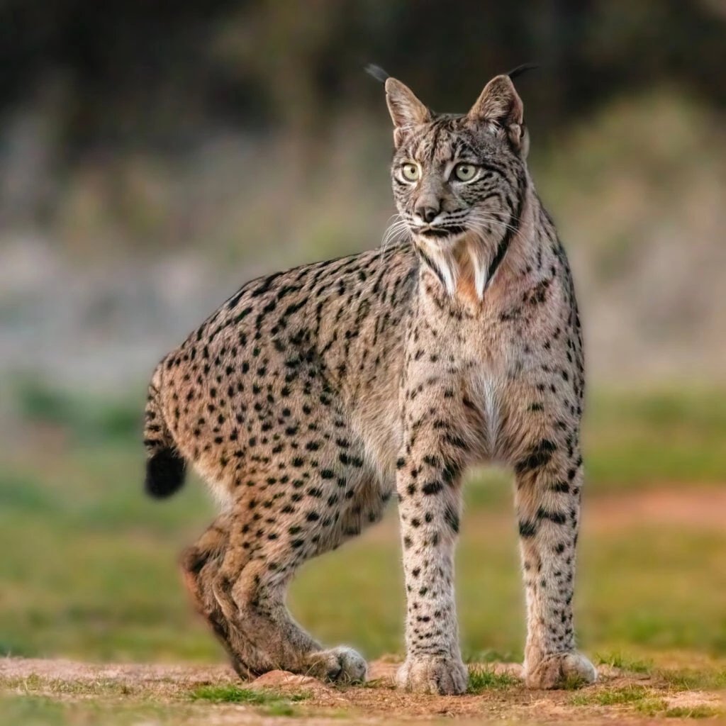 Iberian lynx population rises from 94 in 2002 to 2,663 in 2025