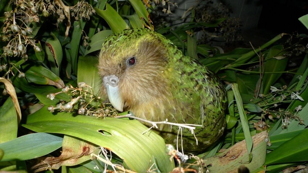 New Zealand kākāpō population reaches 325 after 90 chicks added