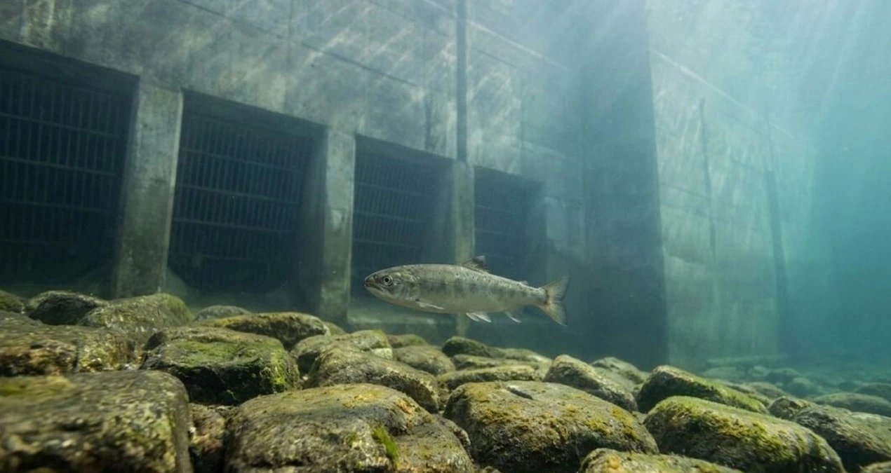 France's fish ladders ease upstream migration but raise turbine death risk