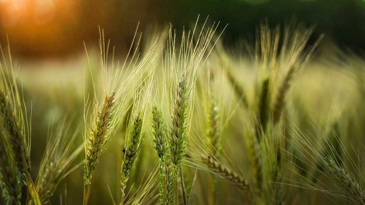 Genome of ancient grass Streptochaeta spicata reveals early cereal evolution