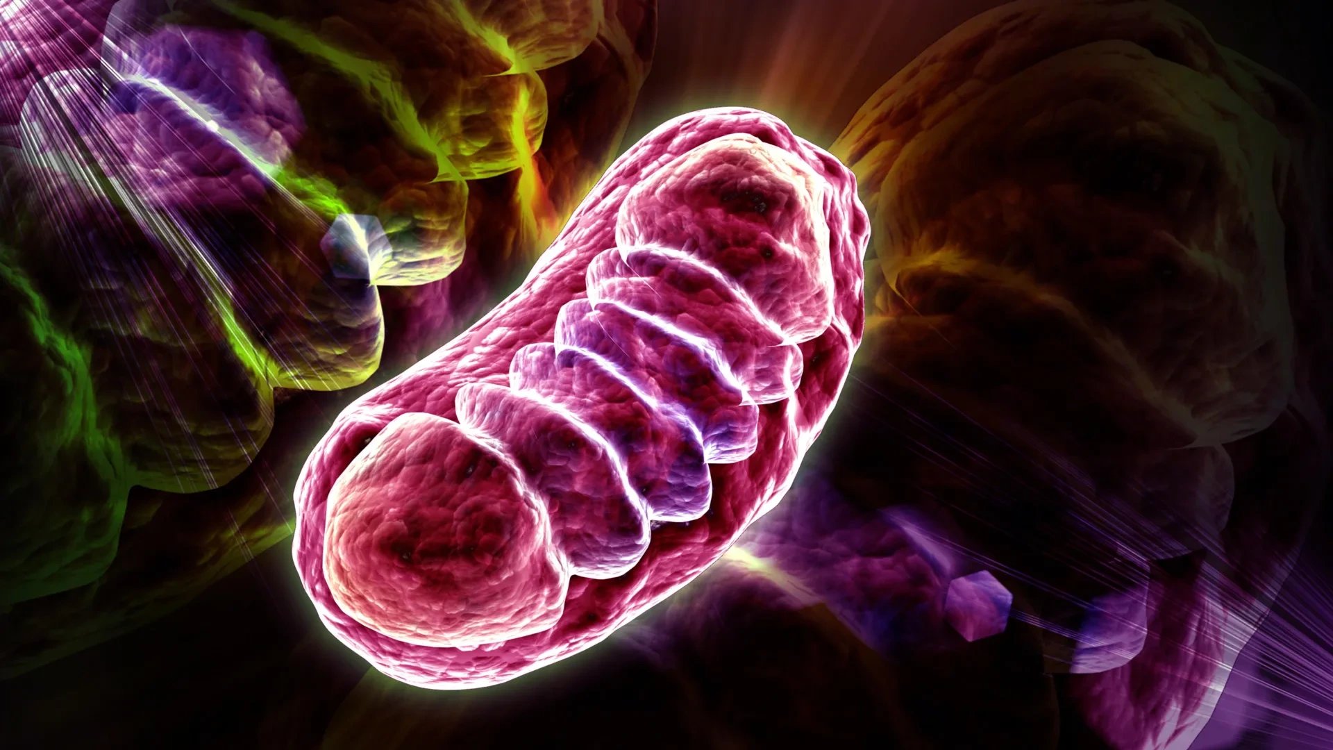 Scientists find how senescent cells fuel age-related inflammation