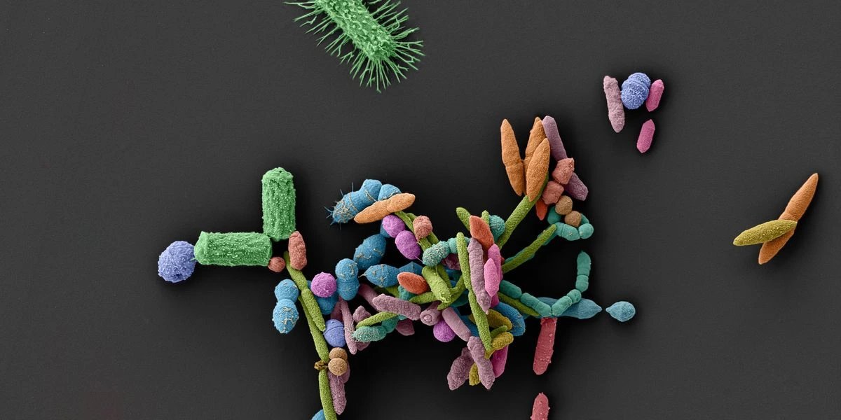 Sugar-rich diet worsens antibiotic disruption of gut microbes in transplant patients