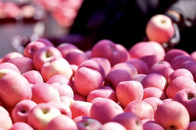 Kazakhstan to ban apple imports from Aug 1