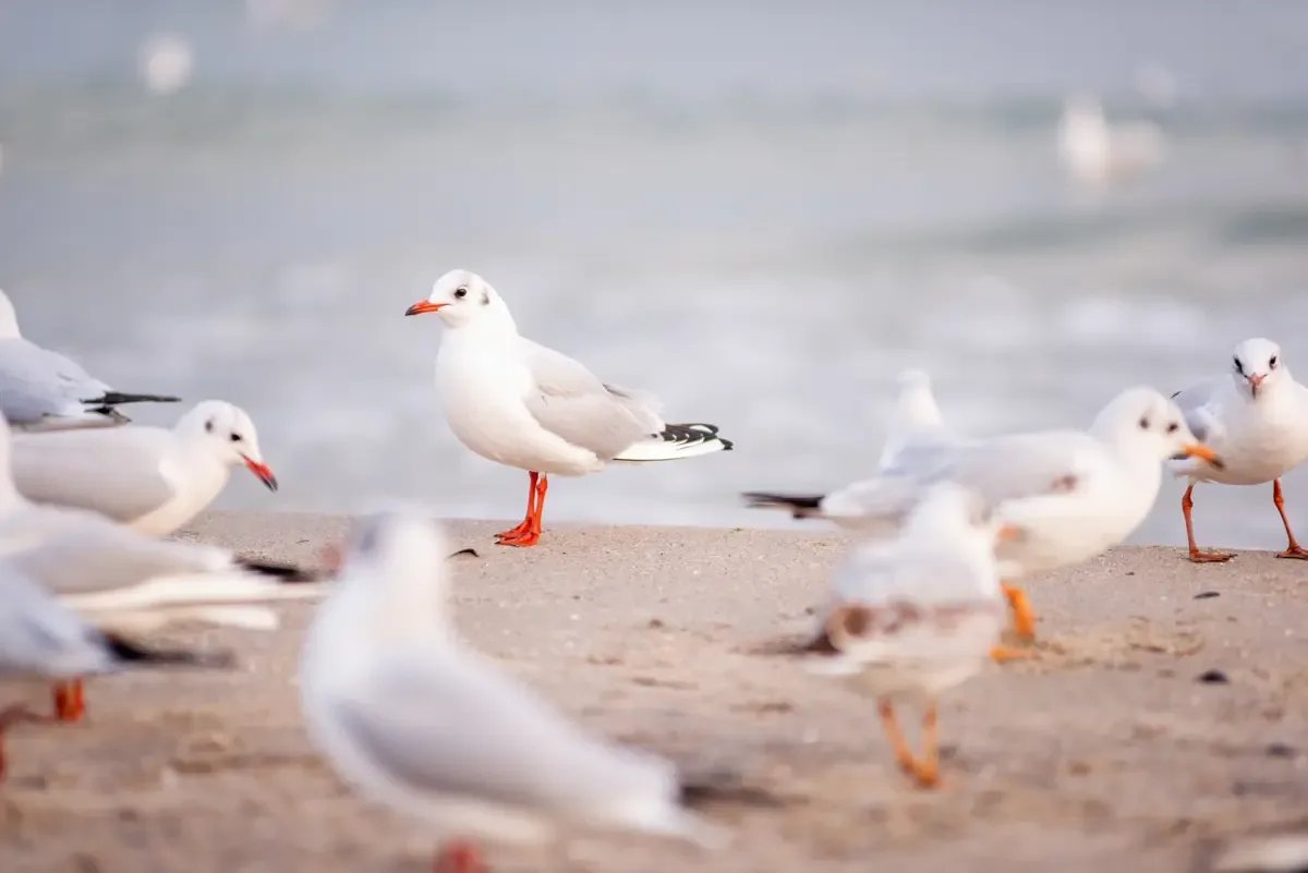 Caspian Sea key node in bird flu spread, study finds