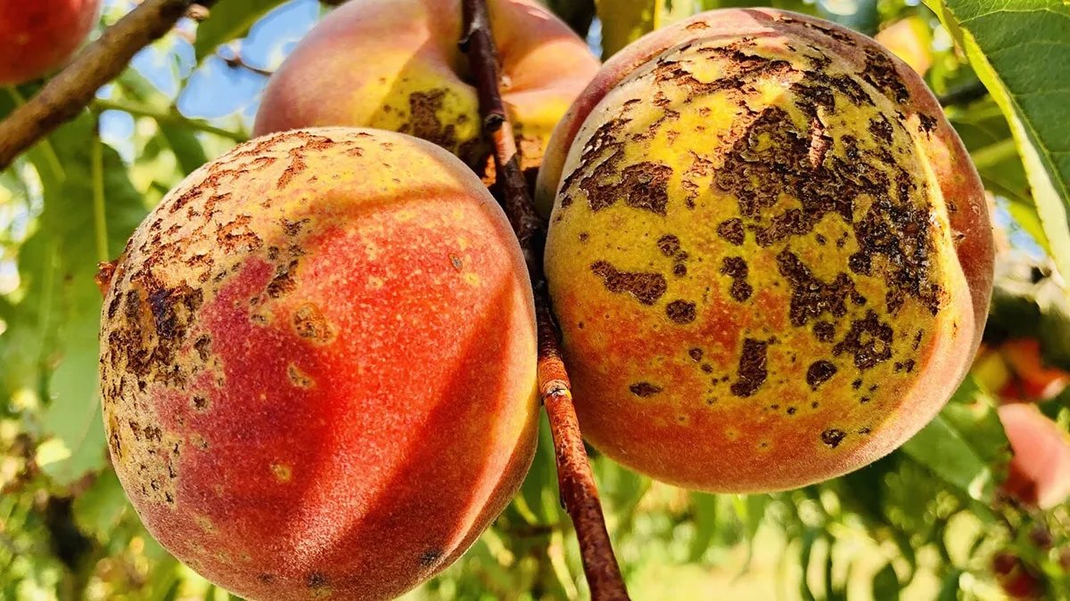 Virus family tree reveals stable pathogen-fighting tool for crops