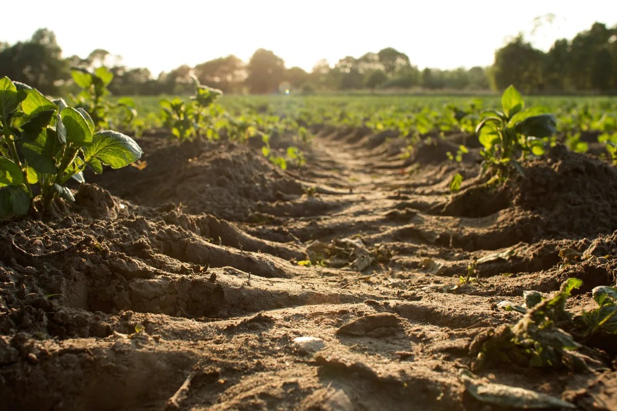 Antibiotic resistant gene found in Australian soil