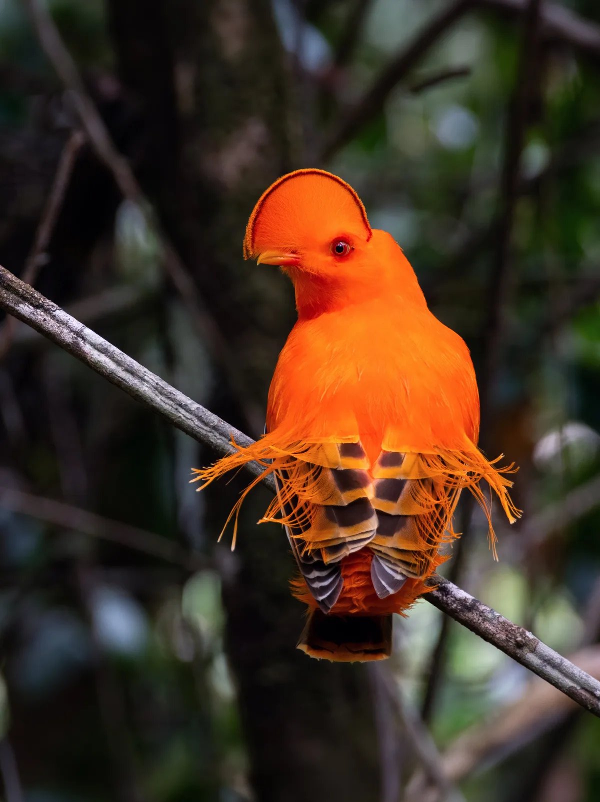 AI tool links bird evolution bursts to ancient climate shifts