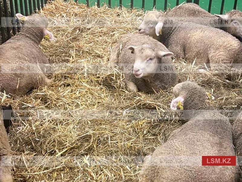 Ассоциация животноводов Казахстана прогнозирует рост цен на корма и мясо из-за засухи