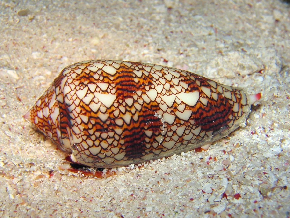 Cone snail venom peptide shows promise for non-opioid pain relief