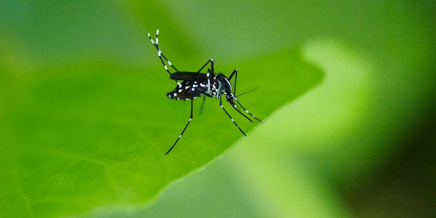 Mosquito-borne diseases surge to record levels as vector invasions accelerate