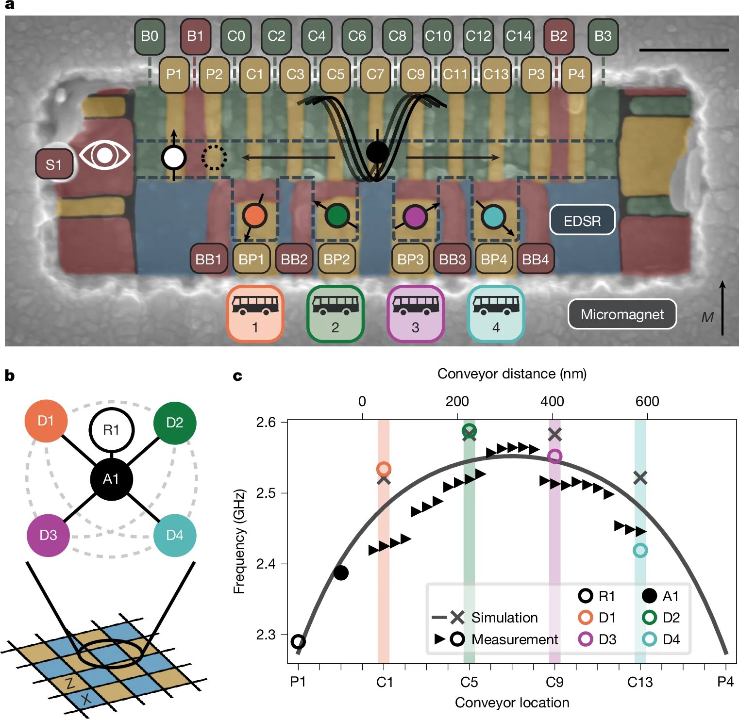 Shuttling silicon spin qubits achieve weight-four parity checks