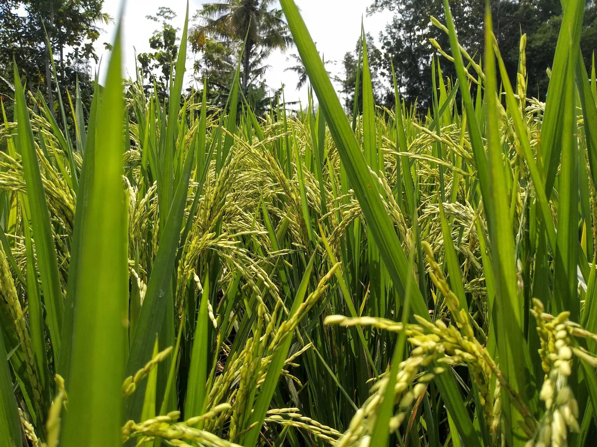 Global rice yield losses from warming double prior estimates, study finds