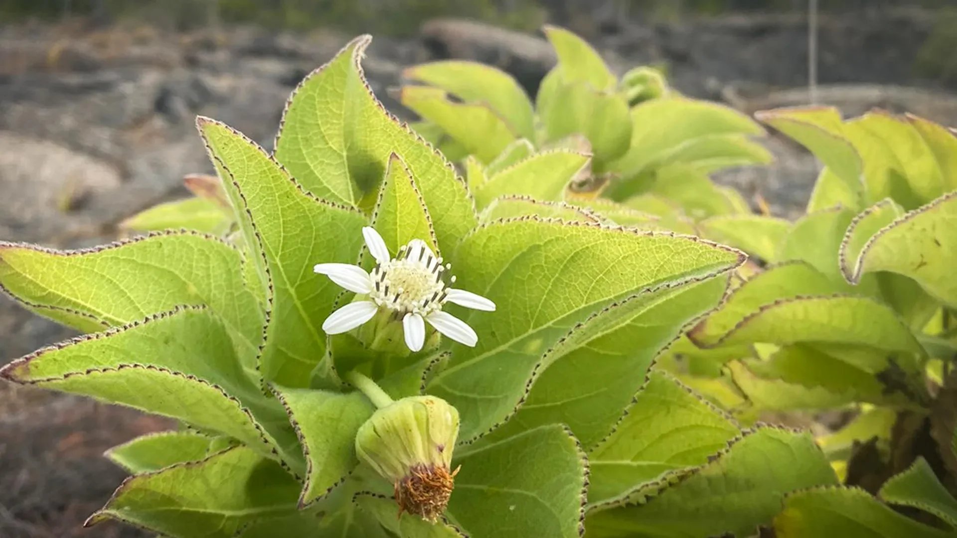 NTNU-led team finds evolution repeating itself in Galápagos daisies using different genes