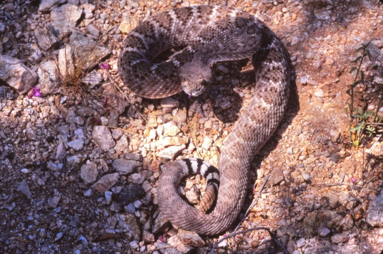 UMD study finds rattlesnake protein combo 10x more potent than antivenom in lab tests