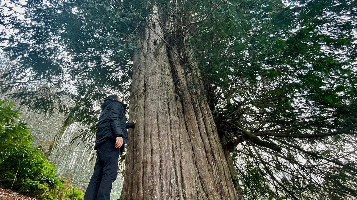 Century-old tree rings capture ancient earthquake signatures