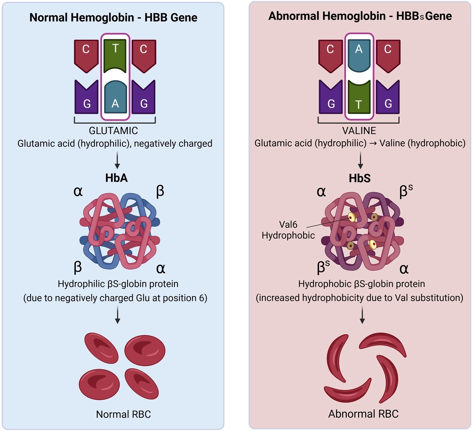 Sickle-cell disease prematurely ages mouse stem cells; drugs reverse it