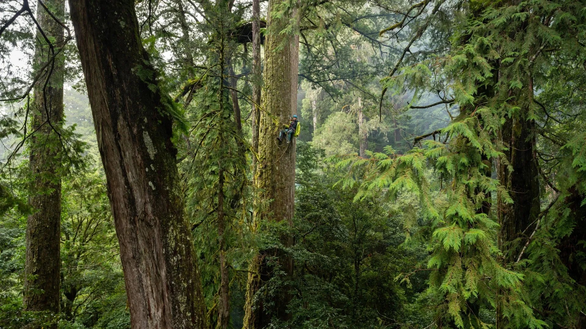 Taiwan researchers discover East Asia's tallest tree, an 84-meter Taiwania fir