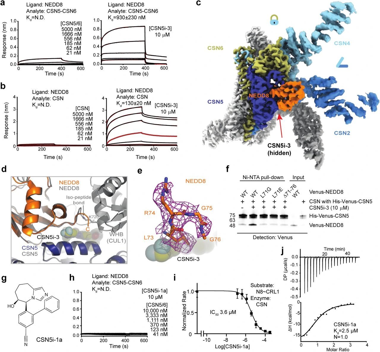 Nature study identifies molecular glue degrader activated by glutathionylation