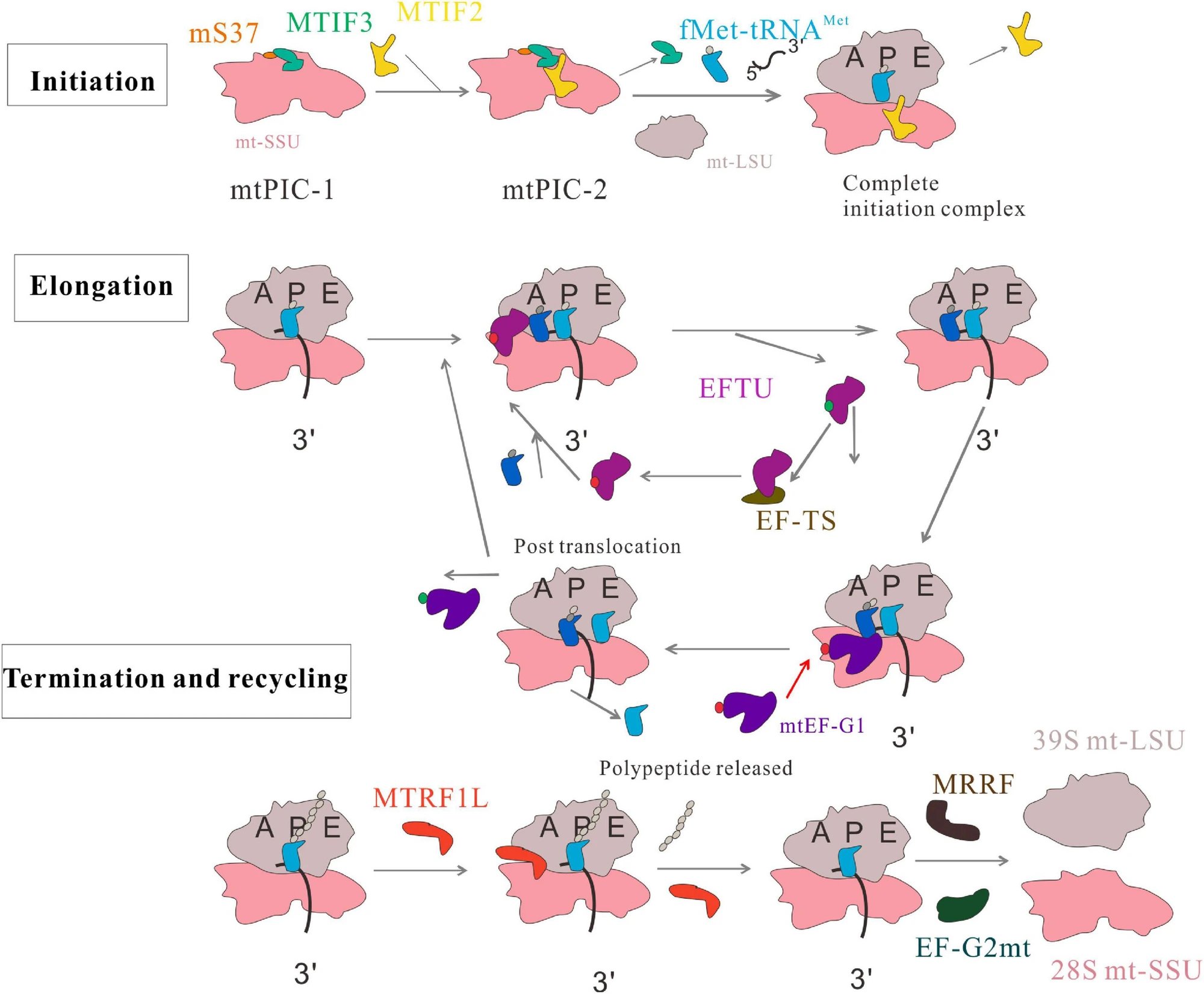 Researchers discover mitochondrial OMA1-DELE1-HRI axis as ancient haem sensor and translation regulator