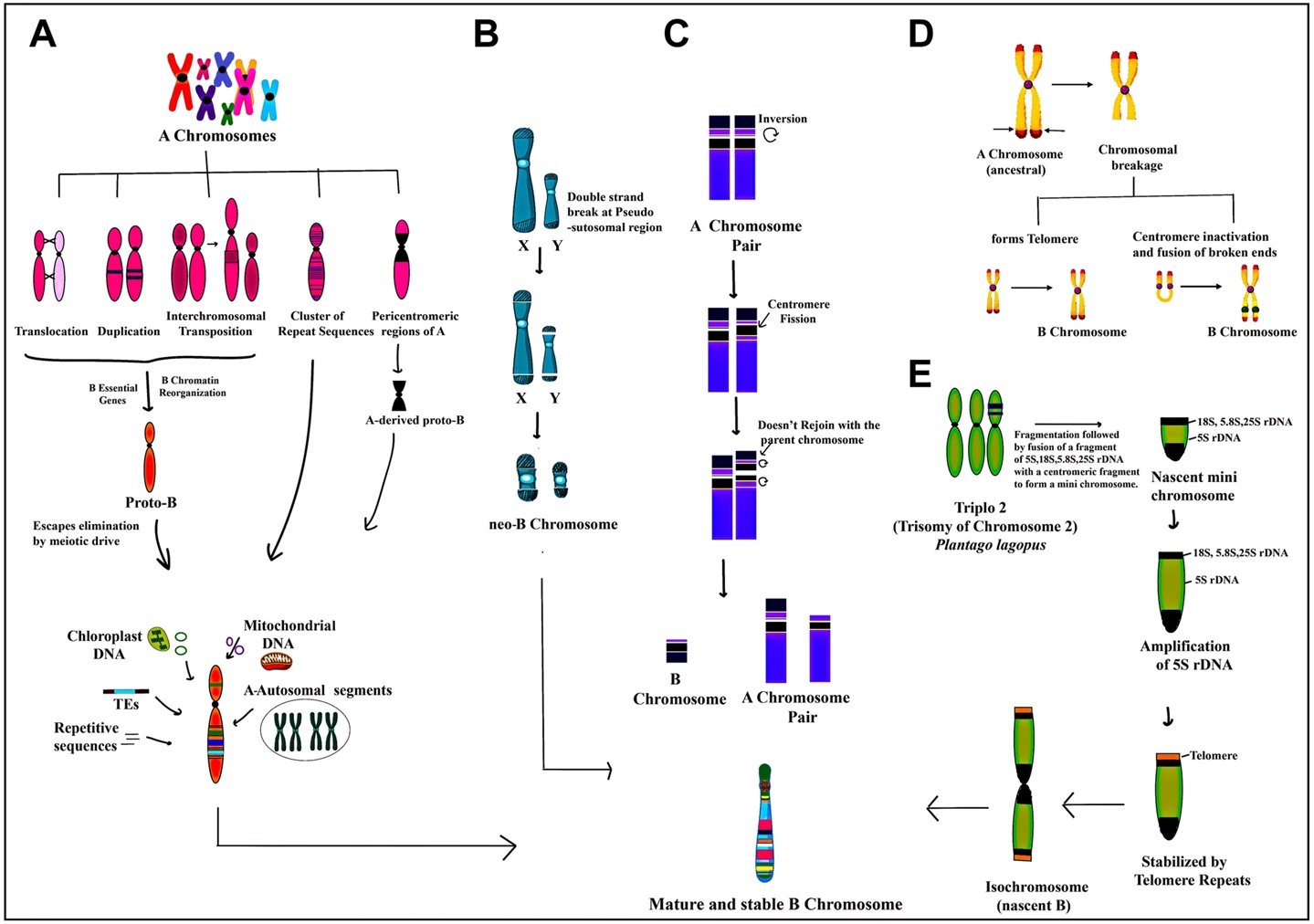 Study maps centromere diversity across human genomes, revealing unexpected structural variation