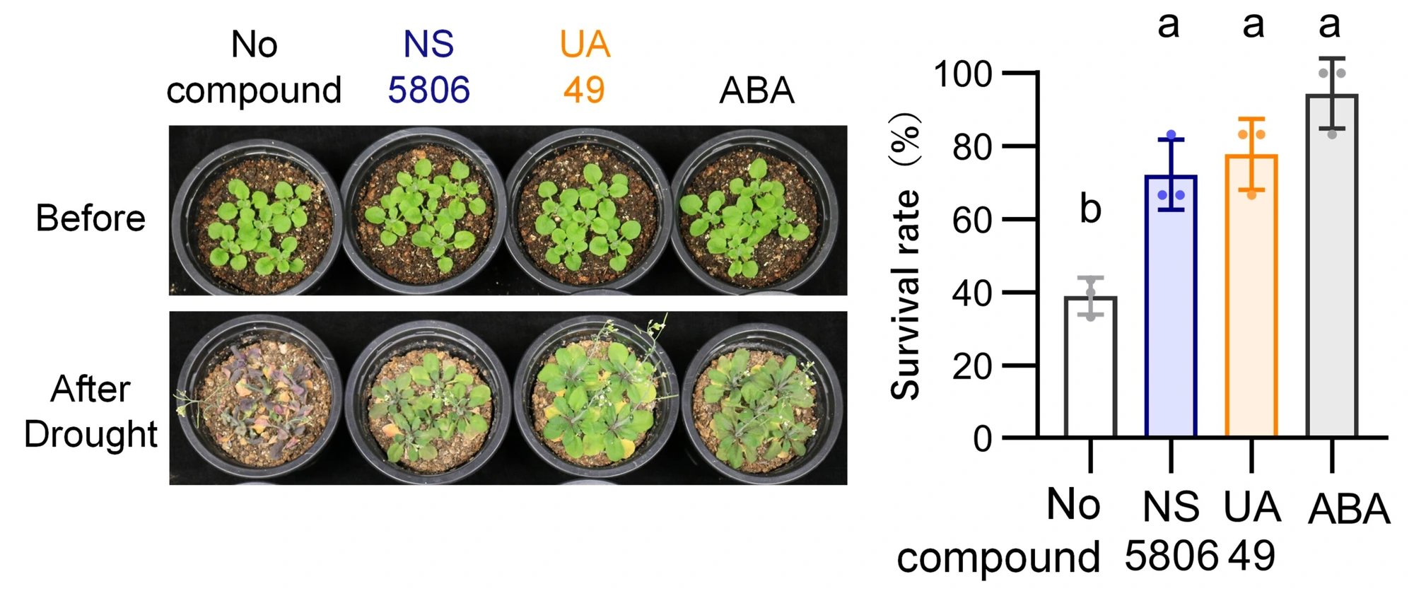 Tohoku Researchers Identify Molecules That Enhance Plant Drought Tolerance