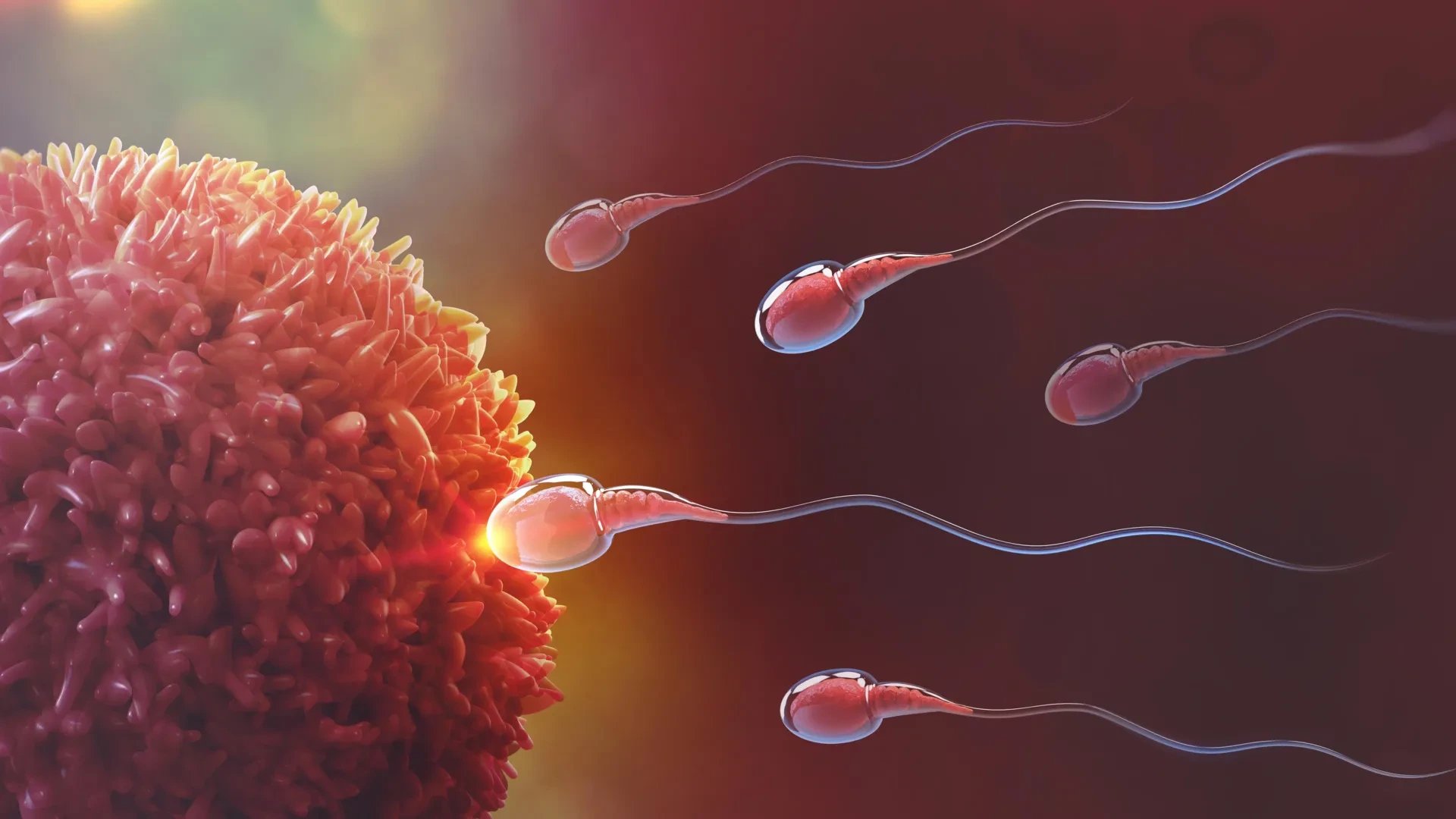 Syracuse-led study finds sperm cooperation widespread across arthropods