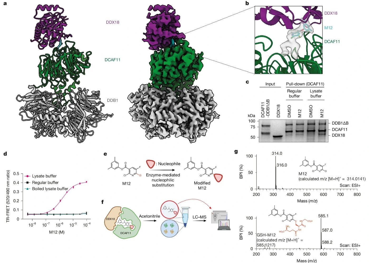 Dana-Farber researchers develop systematic molecular glue discovery platform, report first activated degrader