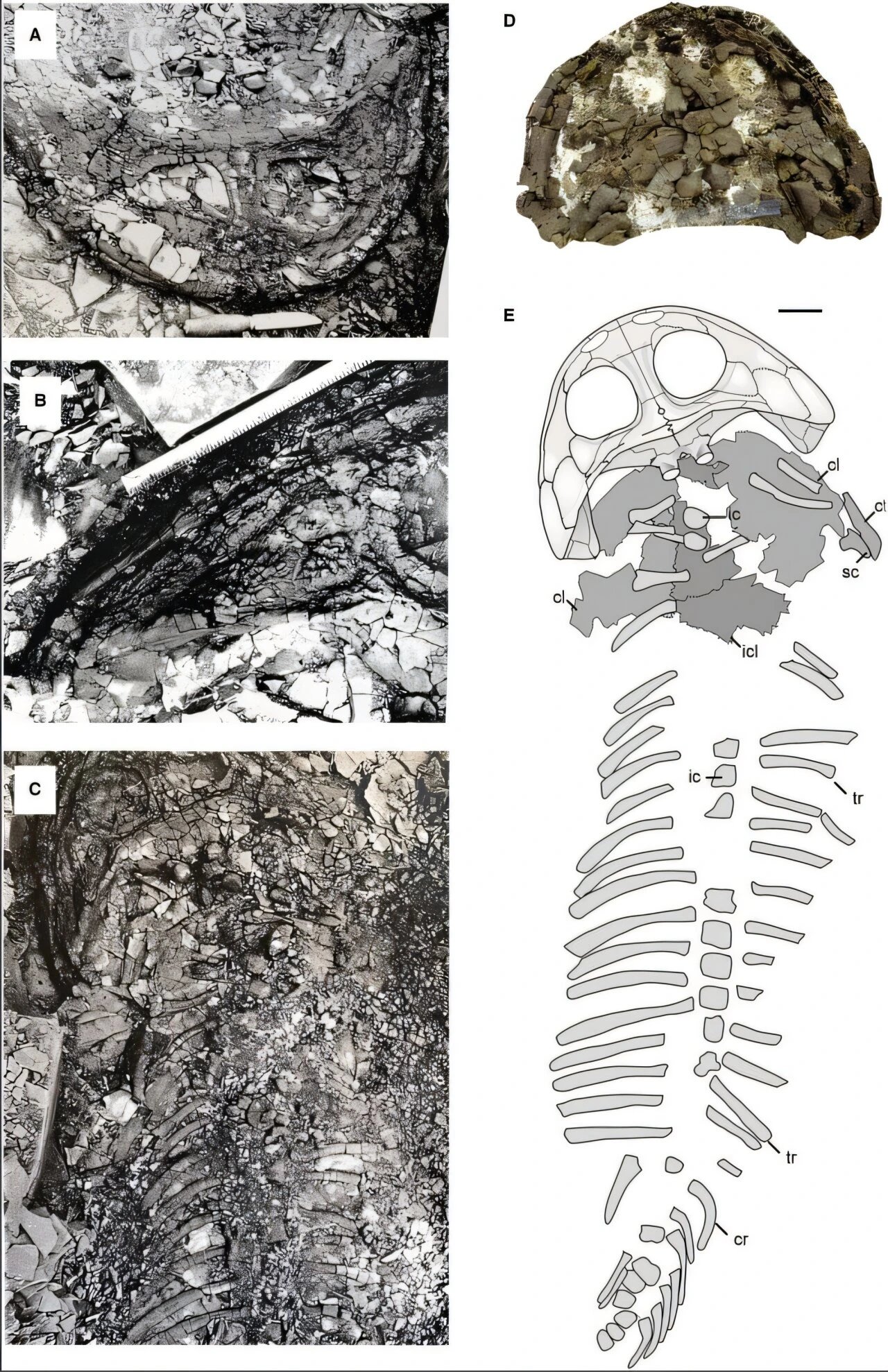 1948 Arctic fossil yields largest known plagiosaurid predator species