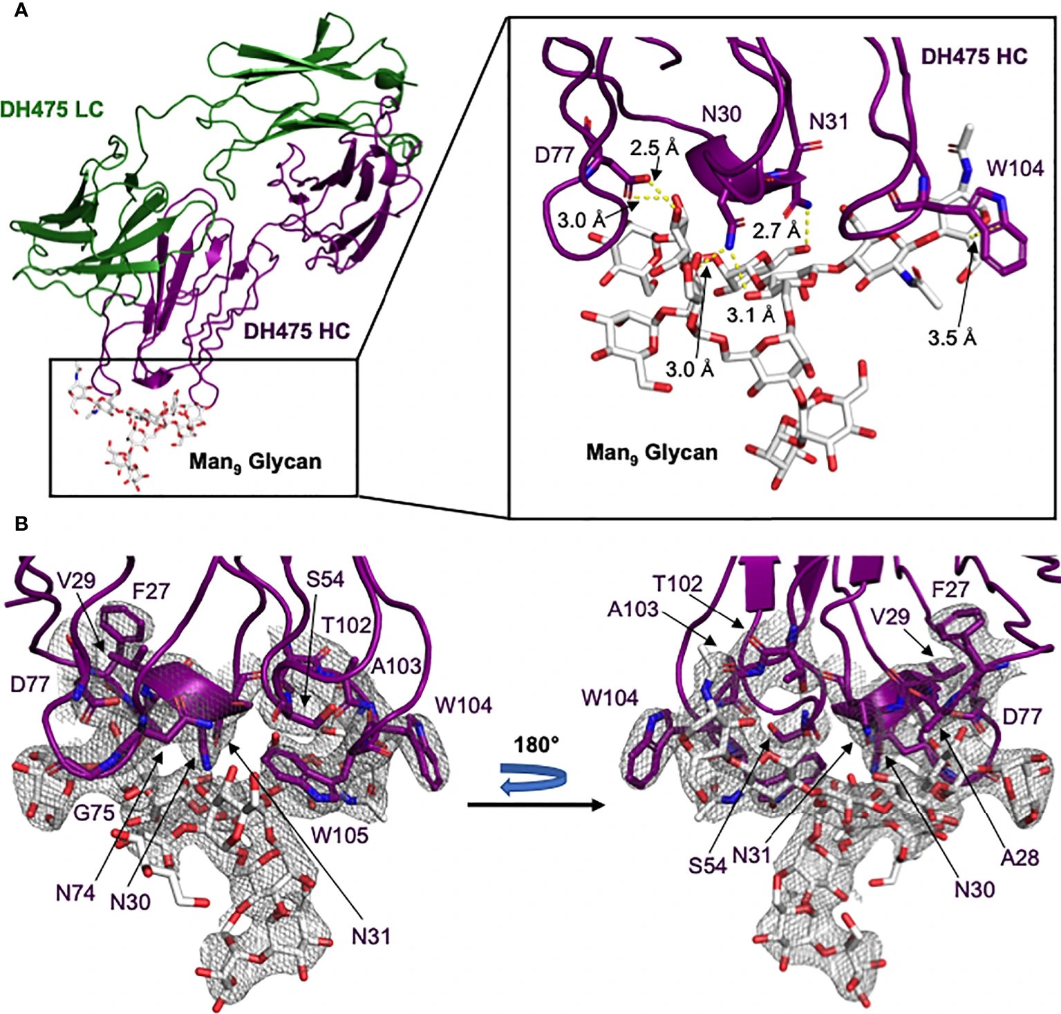 HIV vaccines guide rare immune cells to produce broadly neutralizing antibodies, three Nature studies show