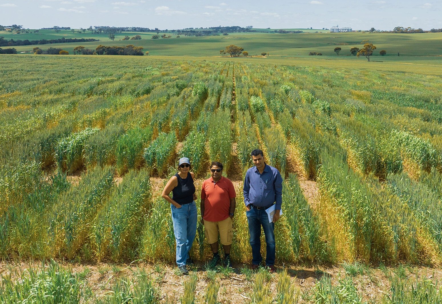 International team produces high-yield, altitude-tolerant buckwheat in Cell study