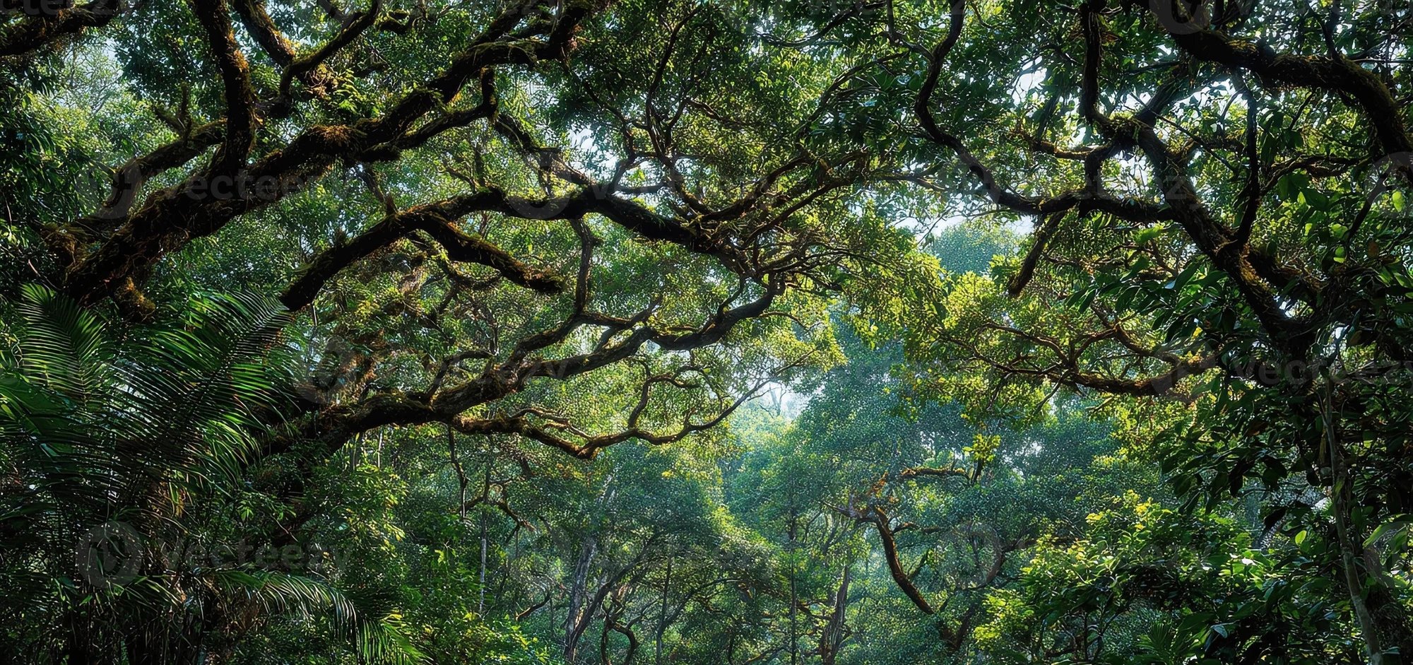 Nature study finds tropical trees adapt drought resistance across Puerto Rico rainfall gradient