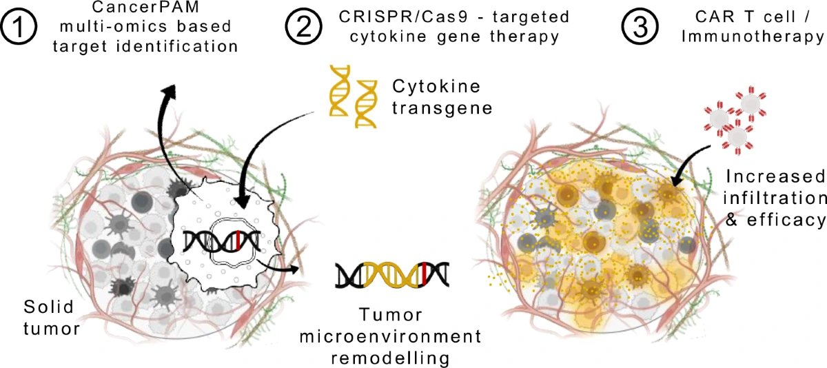 Nature study identifies P2RY8 and GNAS T-cell targets in solid tumours