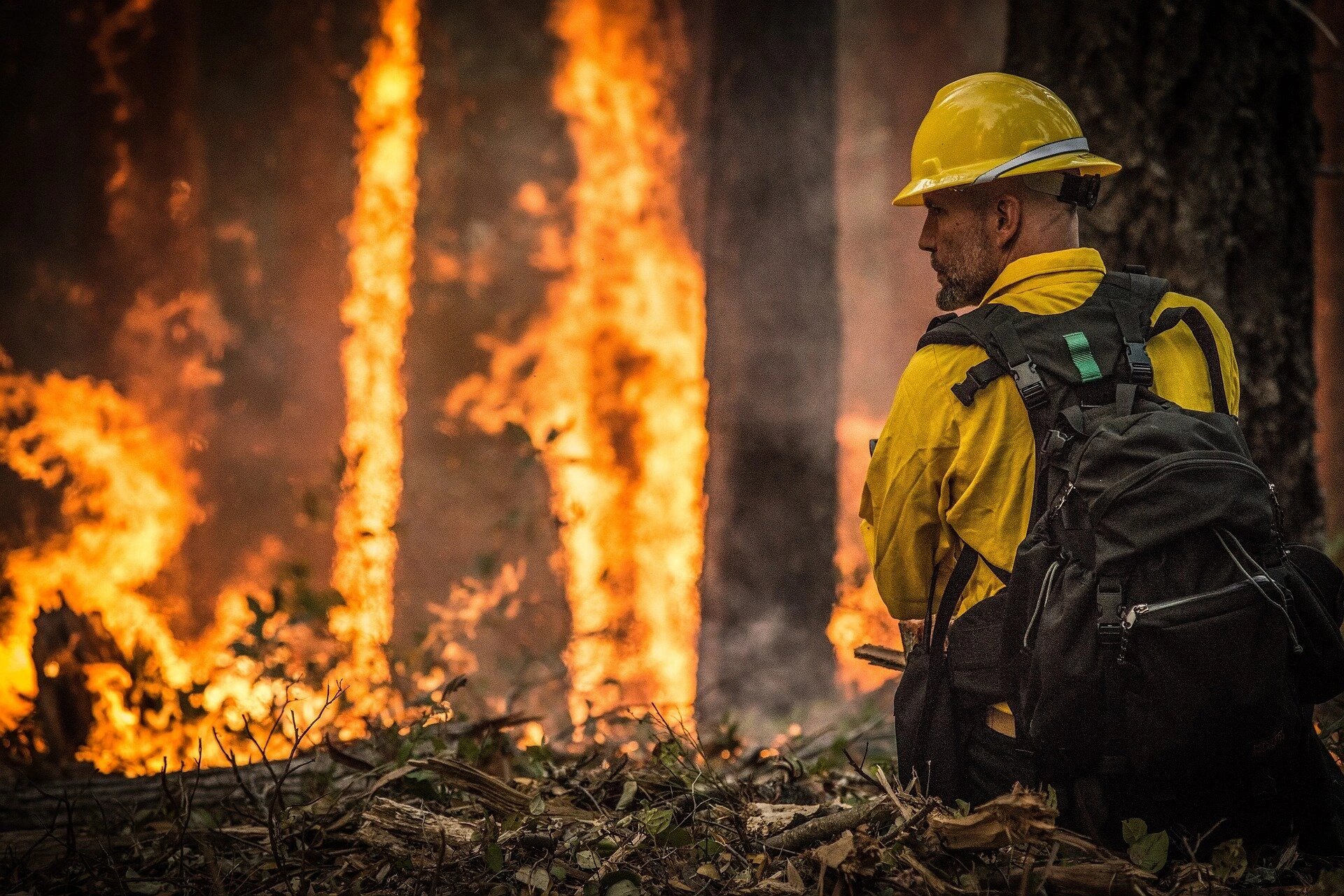 Fast-moving wildfires leave too few seed trees for western North American forest recovery