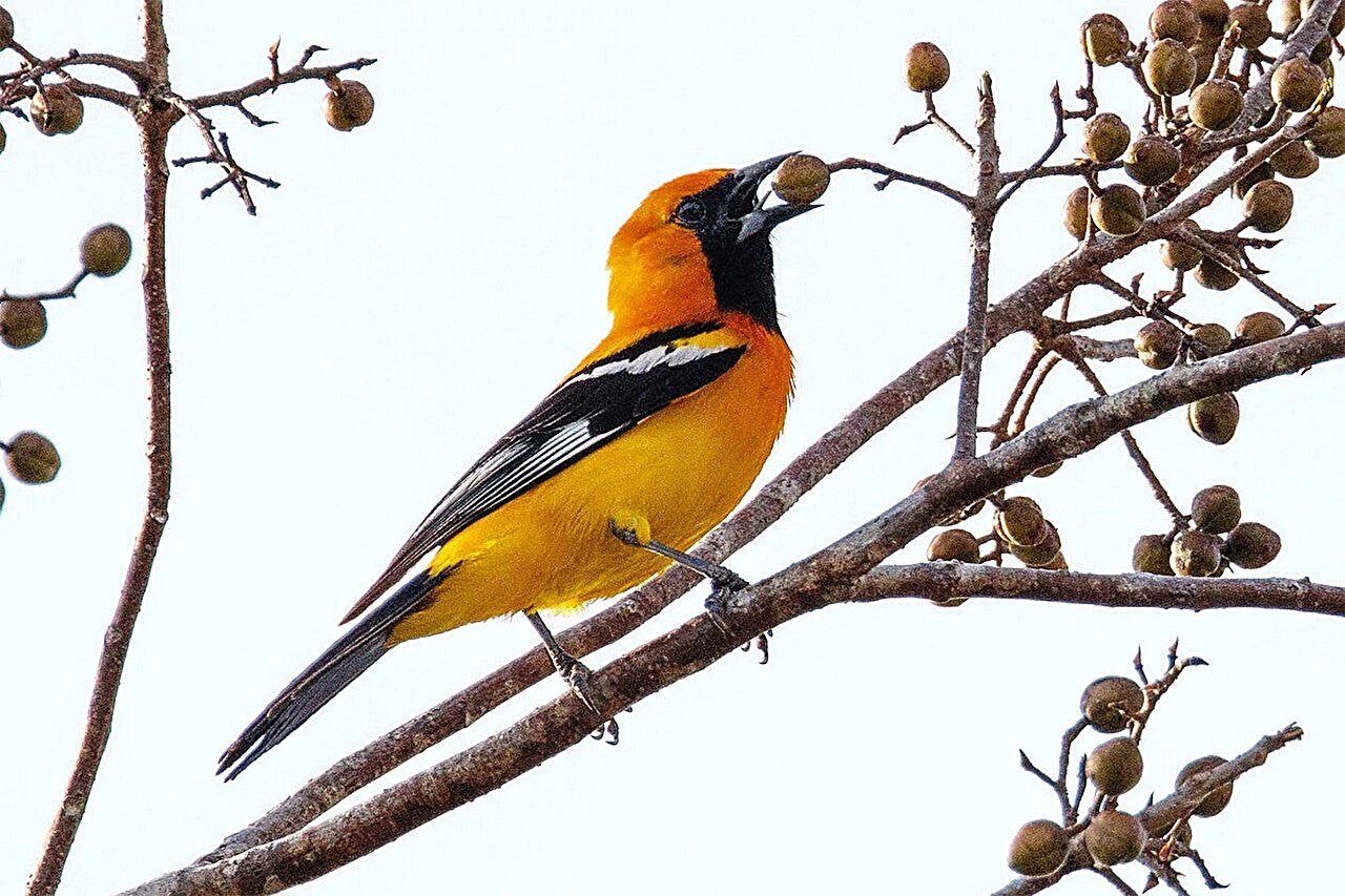 Yale-led study finds extreme weather limits ranges of 500 North American bird species