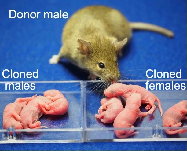 Scientists in Japan create female clones from male mice using CRISPR