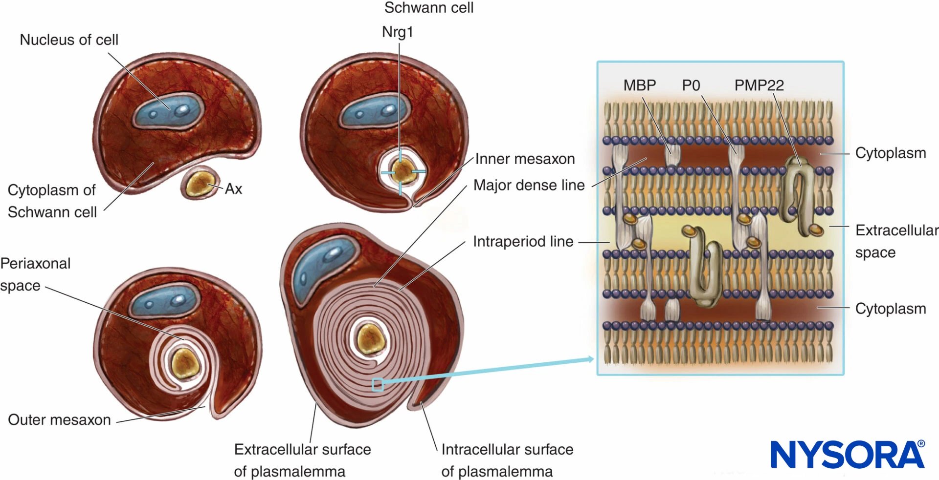 Max Planck researchers find stress hormone CRH may promote myelin repair after brain injury