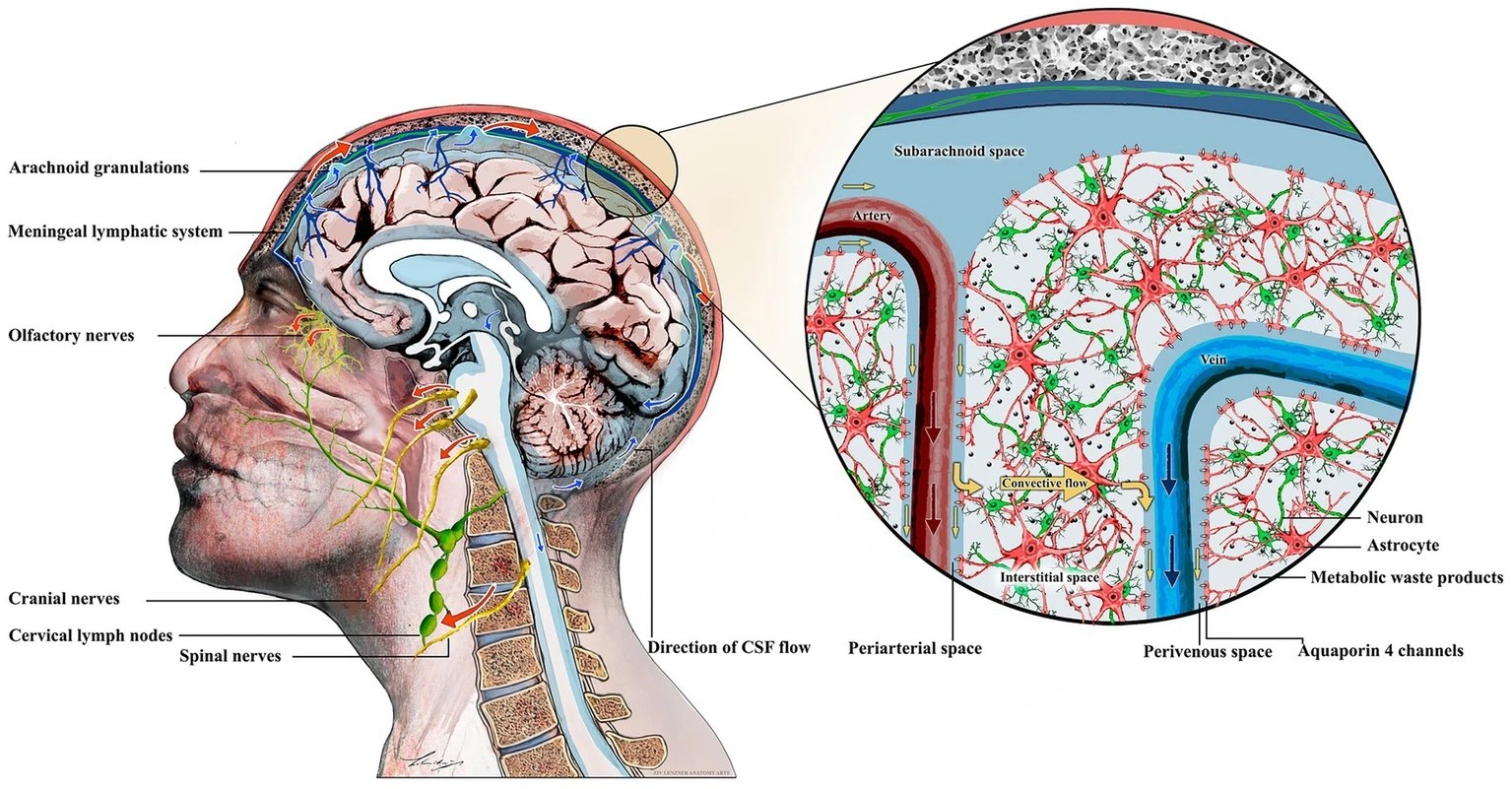 Rochester-led study finds brain fluid flows 50 times slower in deep tissue than outer spaces