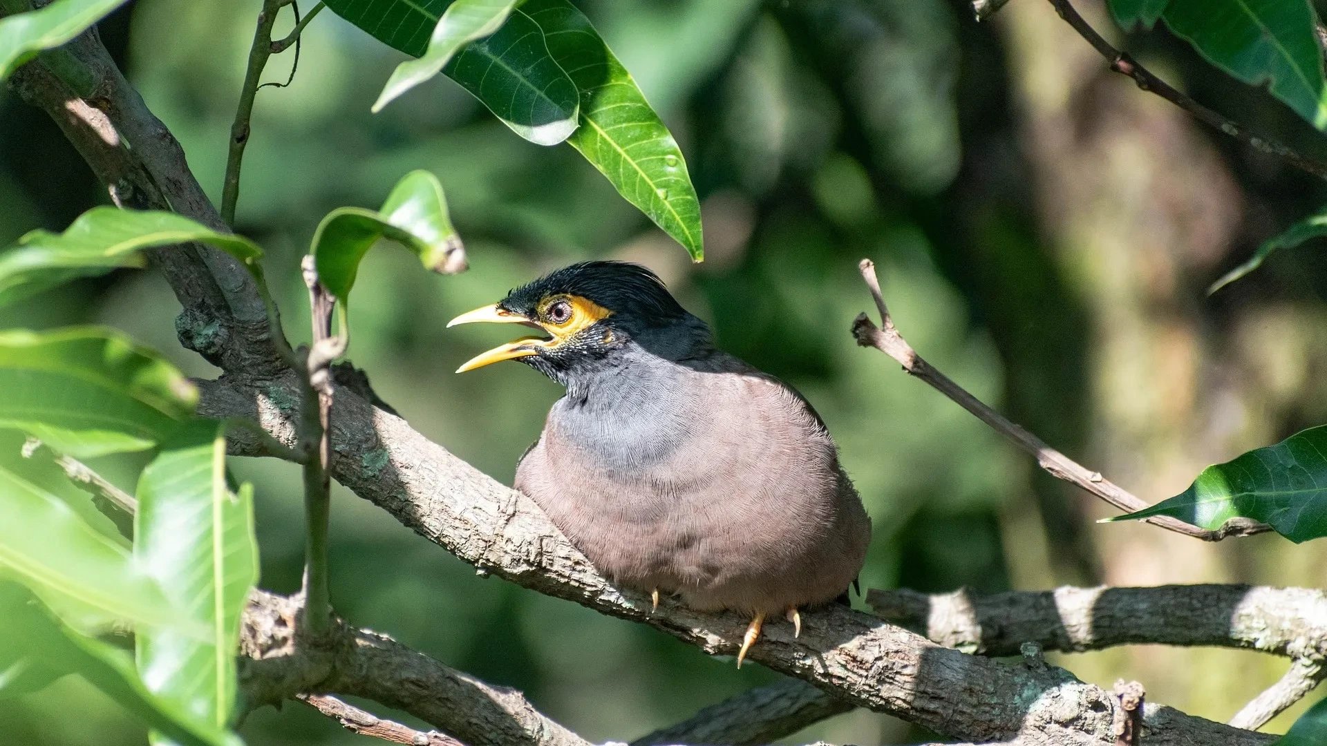Shymkent residents observe fewer familiar birds as mynas adapt to city life