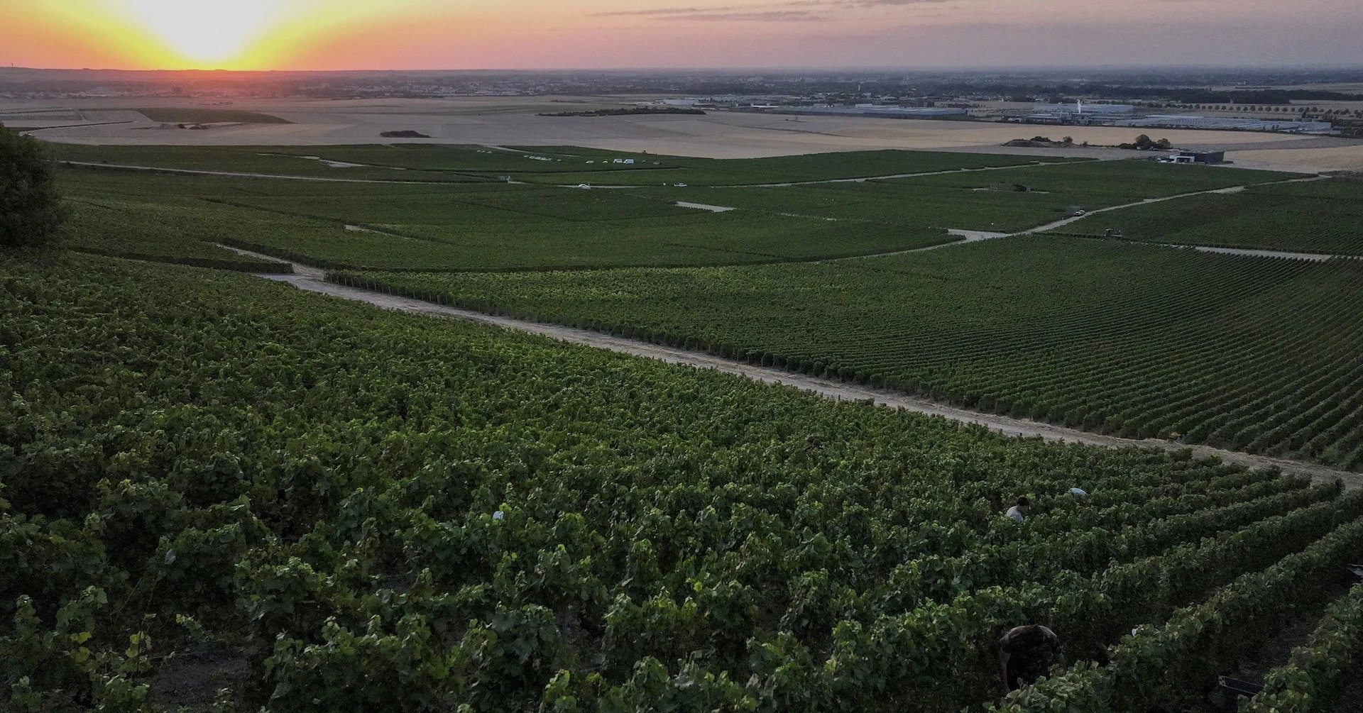 French champagne producers begin earliest harvest on record Aug. 12